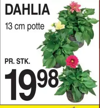 ABC Lavpris DAHLIA tilbud