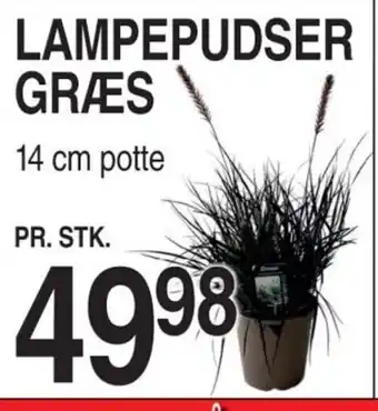 LAMPEPUDSER GRÆS