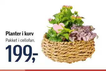 Føtex Planter i kurv tilbud