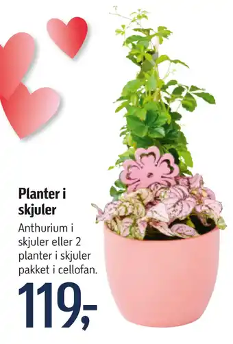 Føtex Planter i skjuler tilbud