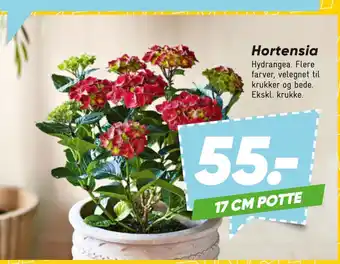 Bilka Hortensia tilbud