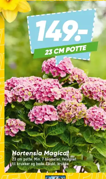 Bilka Hortensia Magical tilbud