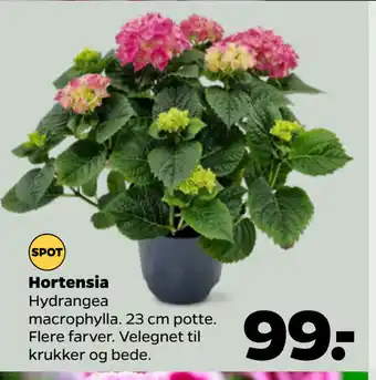 Netto Hortensia tilbud