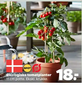 Netto Økologiske tomatplanter tilbud