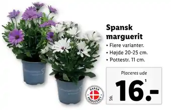 Lidl Spansk marguerit tilbud