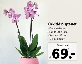 Lidl Orkidé 2-grenet tilbud
