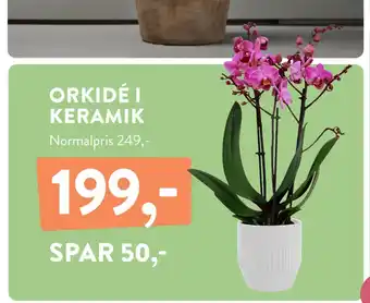 Plantorama ORKIDÉ I KERAMIK tilbud