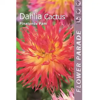 Kapiteyn blomsterløg dahlia Fringed Orange Yellow 1 stk