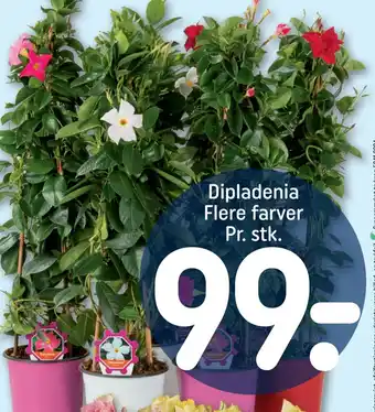 Rema 1000 Dipladenia tilbud