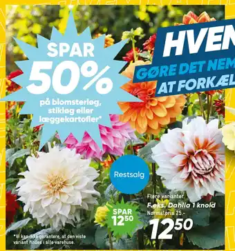 Bilka Dahlia 1 knold tilbud