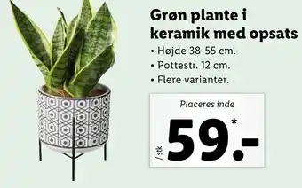 Lidl Grøn Plante i Keramik Med Opsats tilbud