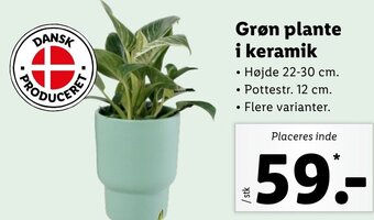 Lidl Grøn Plante i Keramik tilbud