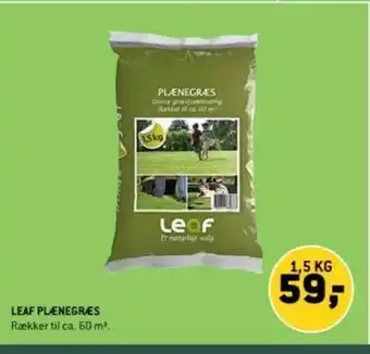 XL-BYG LEAF PLÆNEGRÆS tilbud