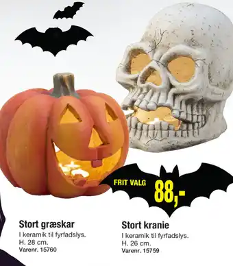 Harald Nyborg Stort Græskar, Stort Kranie tilbud