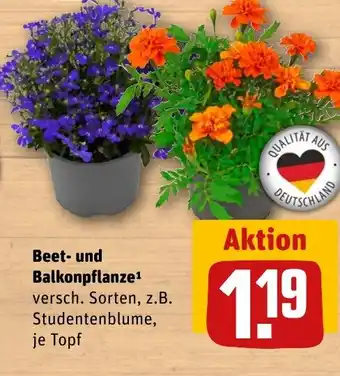 REWE DE Beet- und Balkonpflanze tilbud