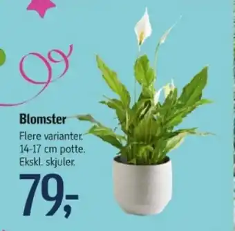 Føtex Blomster tilbud
