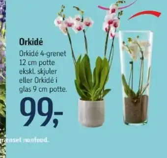 Føtex Orkidé tilbud