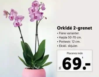 Lidl Orkidé 2-grenet tilbud