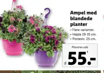 Lidl Ampel med blandede planter tilbud