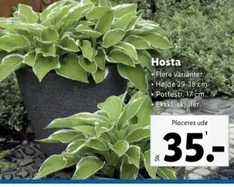 Lidl Hosta tilbud