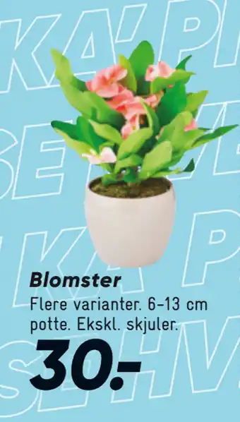 Bilka Blomster tilbud