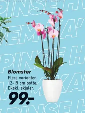 Bilka Blomster tilbud