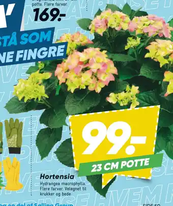 Bilka Hortensia tilbud