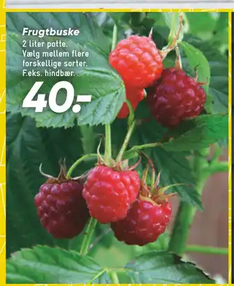 Bilka Frugtbuske tilbud