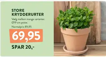 Plantorama STORE KRYDDERURTER tilbud