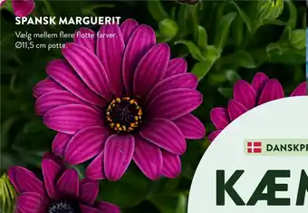 Plantorama SPANSK MARGUERIT tilbud