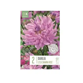 Bauhaus Kapiteyn blomsterløg dahlia Leila Savanna Rose 2 stk tilbud