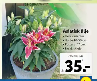 Lidl Asiatisk lilje tilbud