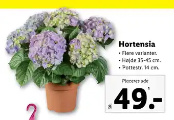 Lidl Hortensia tilbud