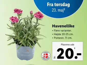 Lidl Havenellike tilbud