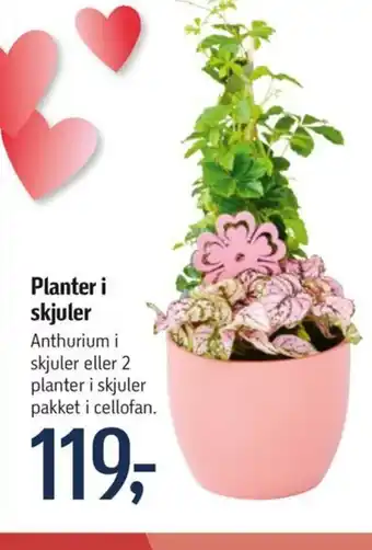 Føtex Planter i skjuler tilbud
