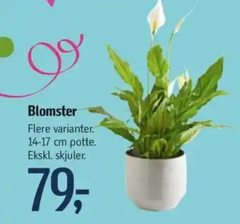 Føtex Blomster tilbud