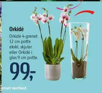 Føtex Orkidé tilbud
