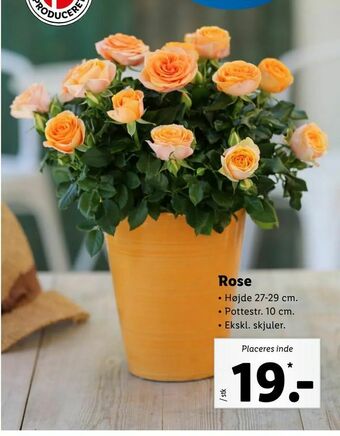 Let-Køb Rose tilbud