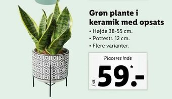 Let-Køb Grøn plante i keramik med opsats tilbud