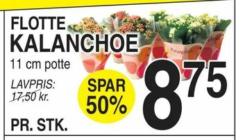 ABC Lavpris Kalanchoe tilbud