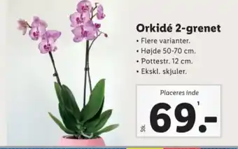 Lidl Orkidé 2-grenet tilbud