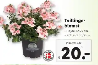 Lidl Tvillinge- blomst tilbud