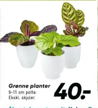 Bilka Grønne planter tilbud