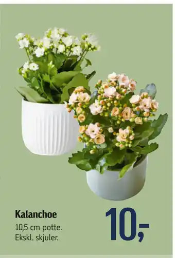 Føtex Kalanchoe tilbud
