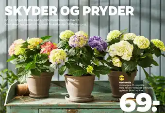 Netto Hortensia tilbud