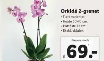Lidl Orkidé 2-grenet tilbud