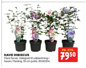 HAVE HIBISCUS