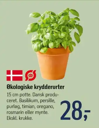 Føtex Mynte tilbud