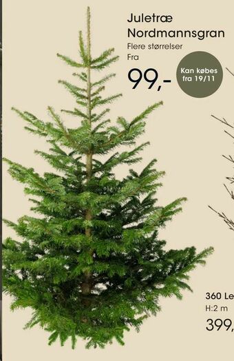 Bilka Juletræ Nordmannsgran tilbud