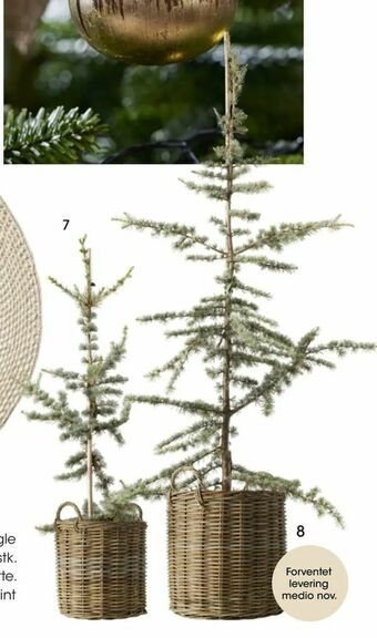 Bilka Cedertræ tilbud